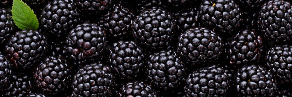 Red the Bird 2008 banner