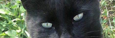 Elledewee's profile banner image