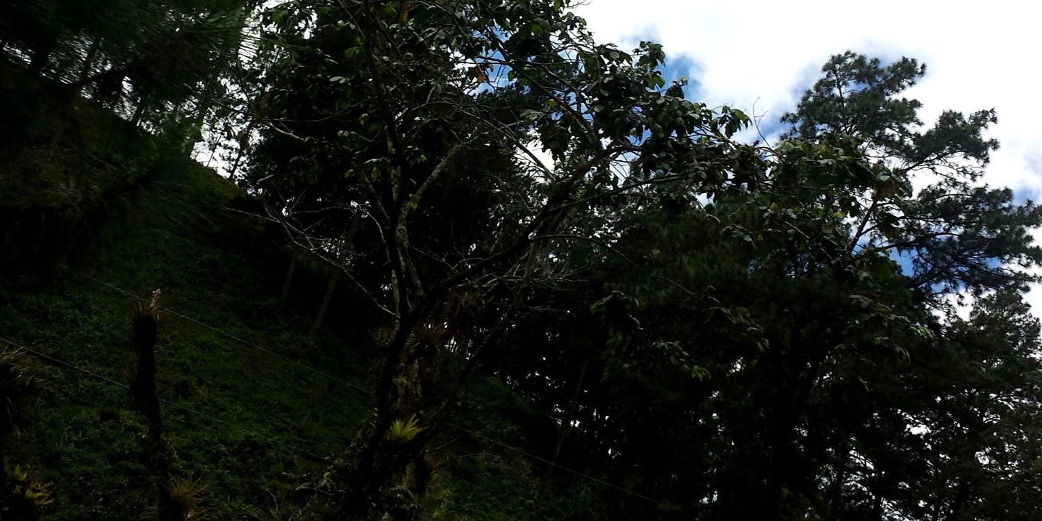 Anayaril's profile banner image