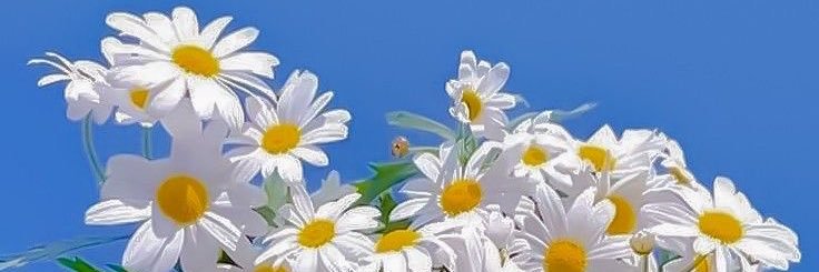น้องเดซี่🍬 banner