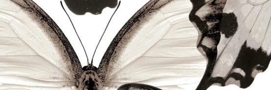 b banner