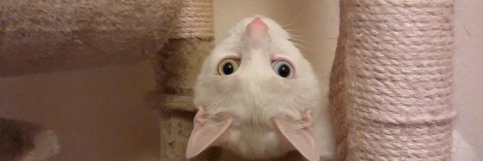 MogCharlie's profile banner image