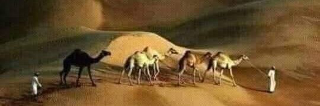 🇵🇰MMA🇵🇸 banner