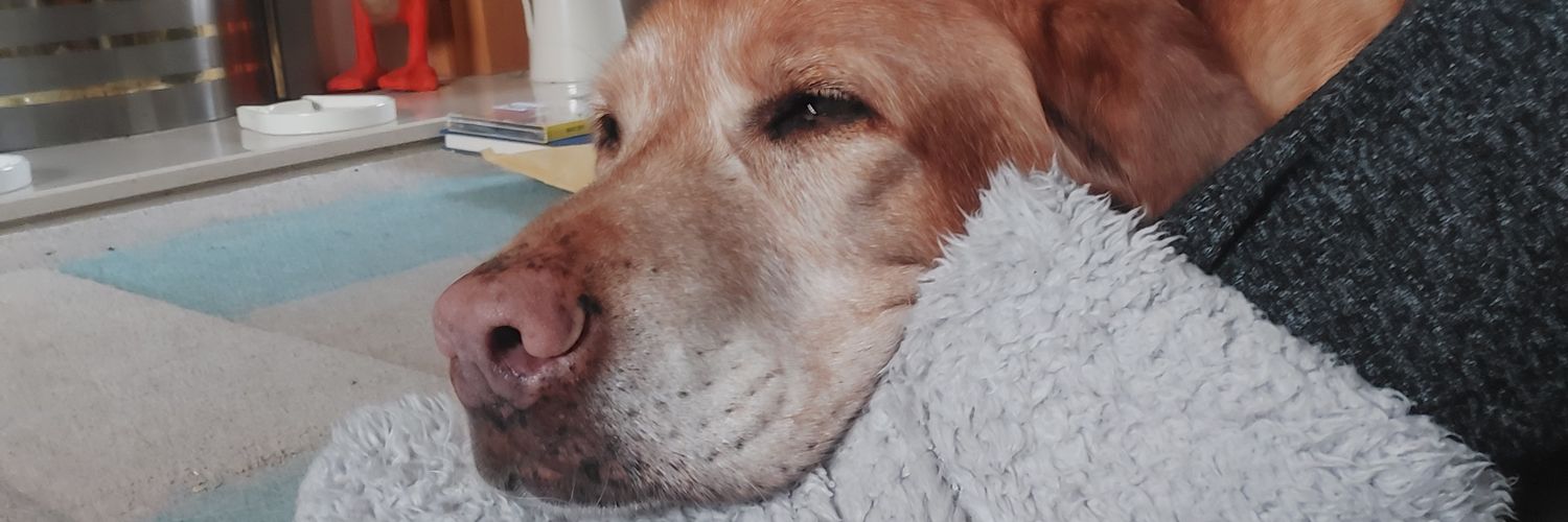 pasteldelaluna's profile banner image