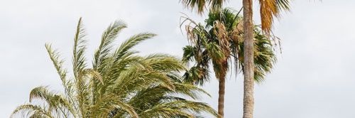 steffiLie's profile banner image