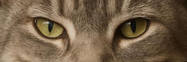 Slpodgajny's profile banner image