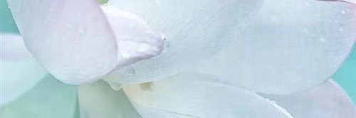 阿呆 banner