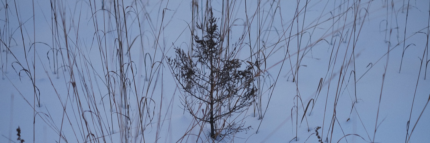 Javan Makhmali banner