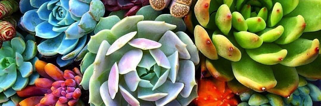 mimi_rivera's profile banner image