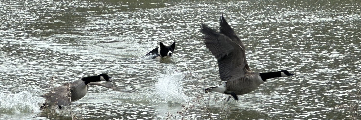 Jamie Lindsay banner