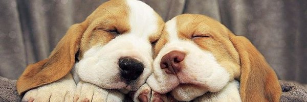 BeaglDog Profile Banner