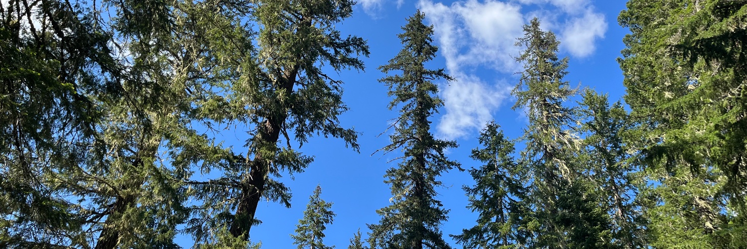 Dontclearcutseattle banner