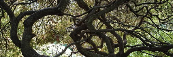 celia_harris Profile Banner