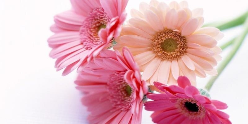 ShreyaDurham's profile banner image
