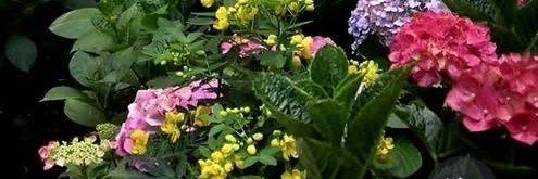 thesoftpeony's profile banner image