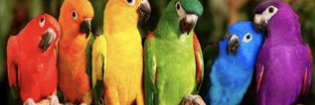 🦜KevinSomeLynn🌵(Parroty Acct) banner