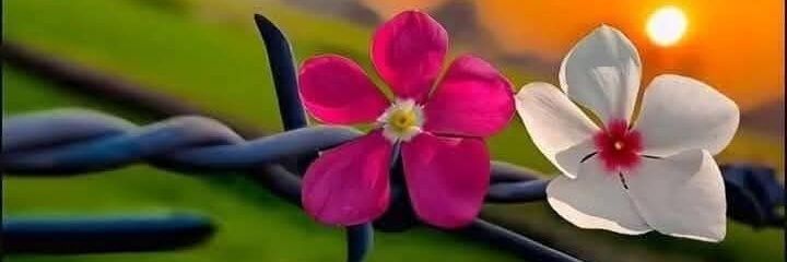 𝄞𑜞᭄𝖑𝖊𝖓𝖎𝖑𝖘𝖊𝖓♪ೖ᭄̥ͦ banner