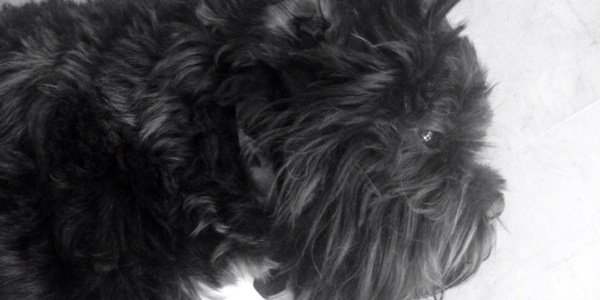 Eva Gausaker Madrid banner