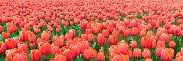 LYork139969 Profile Banner