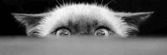Schnute2019's profile banner image