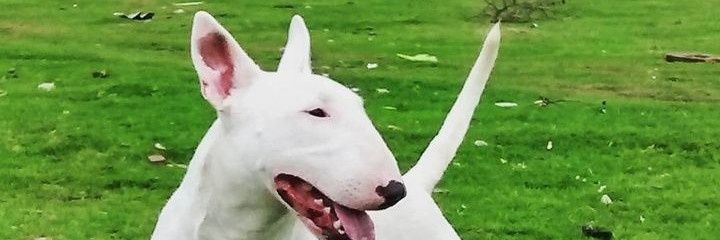 El andariego Verdolaga. banner