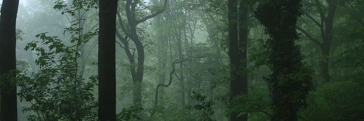 Kevin De León Faqih banner