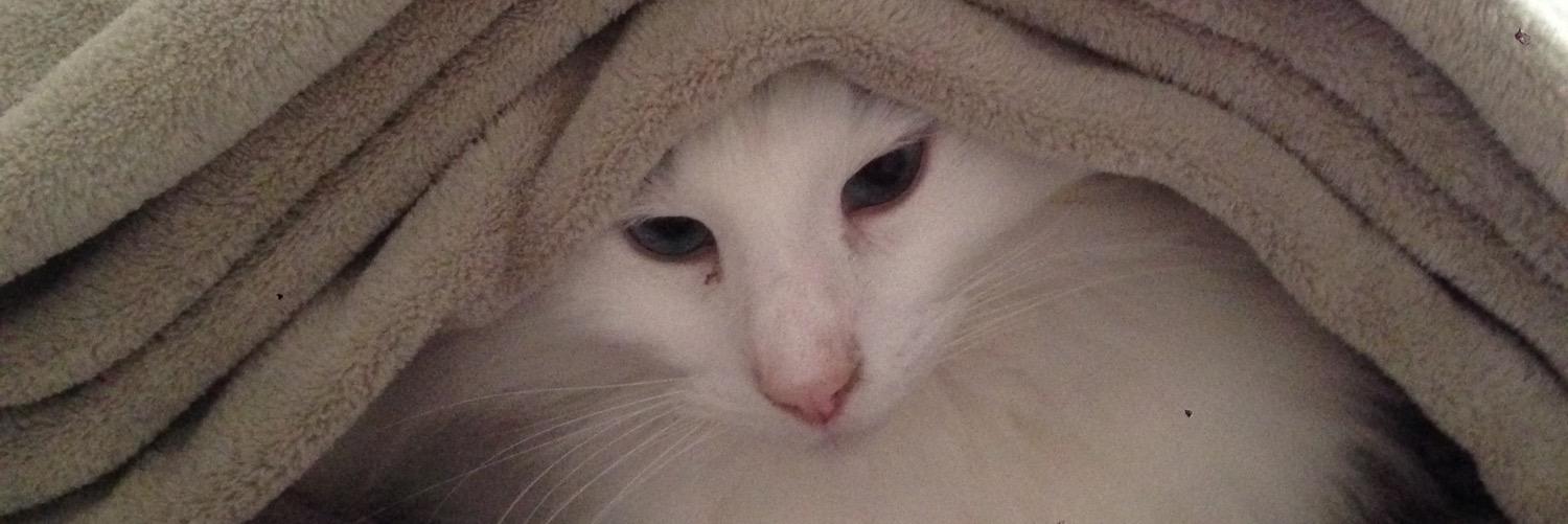 tequilakitty's profile banner image