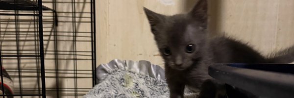 troyscats Profile Banner