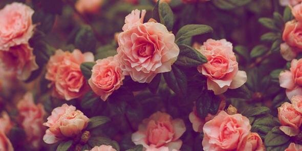 aali_rl9's profile banner image