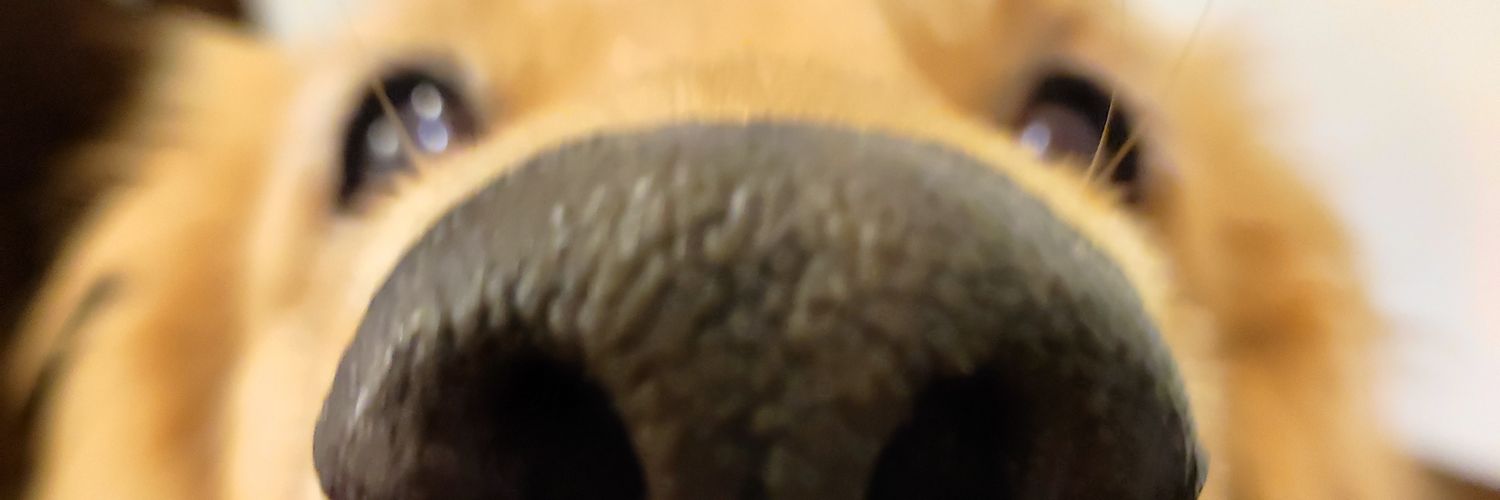 MaiaVivas's profile banner image