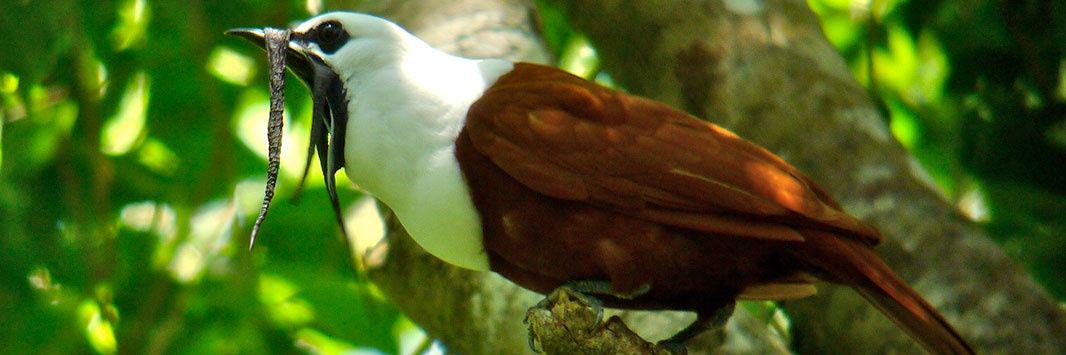 bellbird2013's profile banner image
