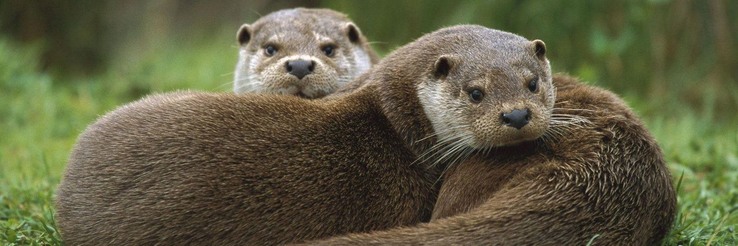 Otter Lover's banner