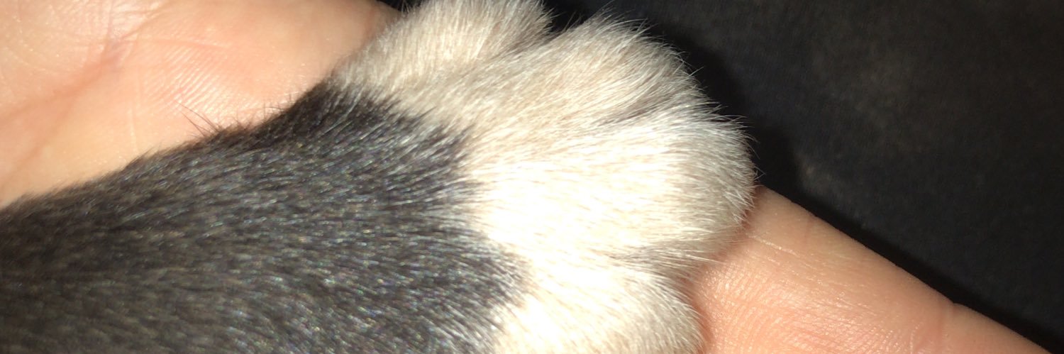 anyealves_'s profile banner image