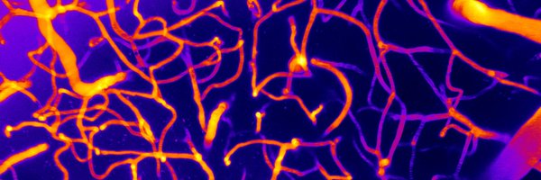 Harraz_Lab Profile Banner