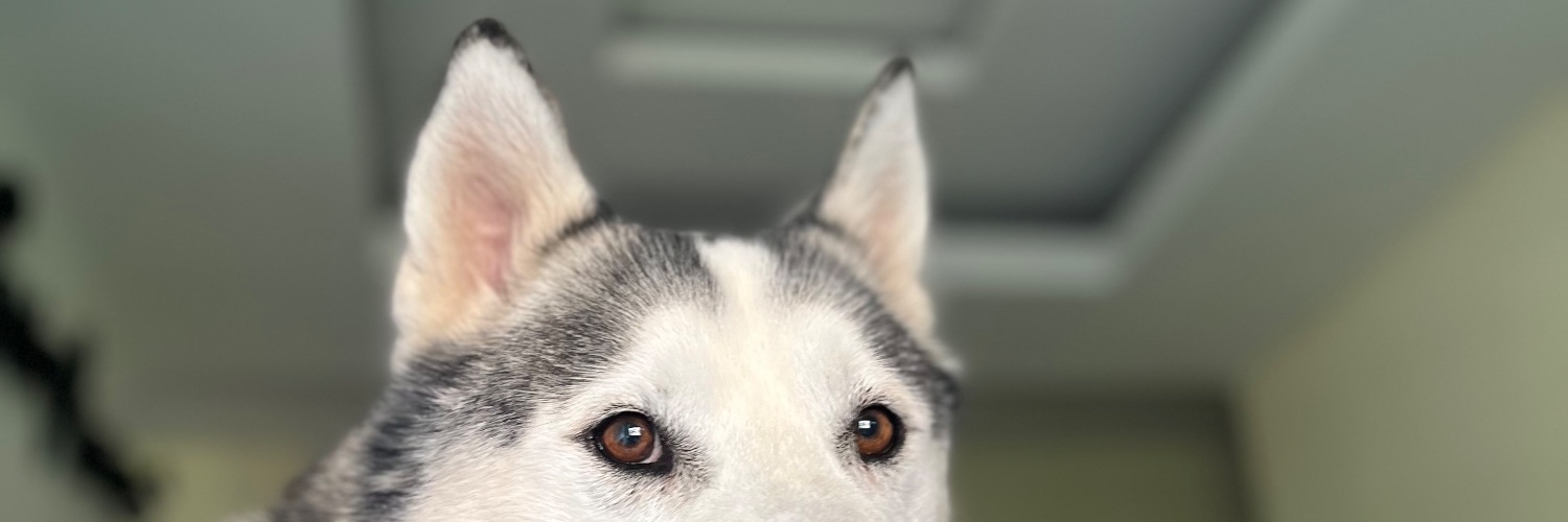 17_corredor's profile banner image