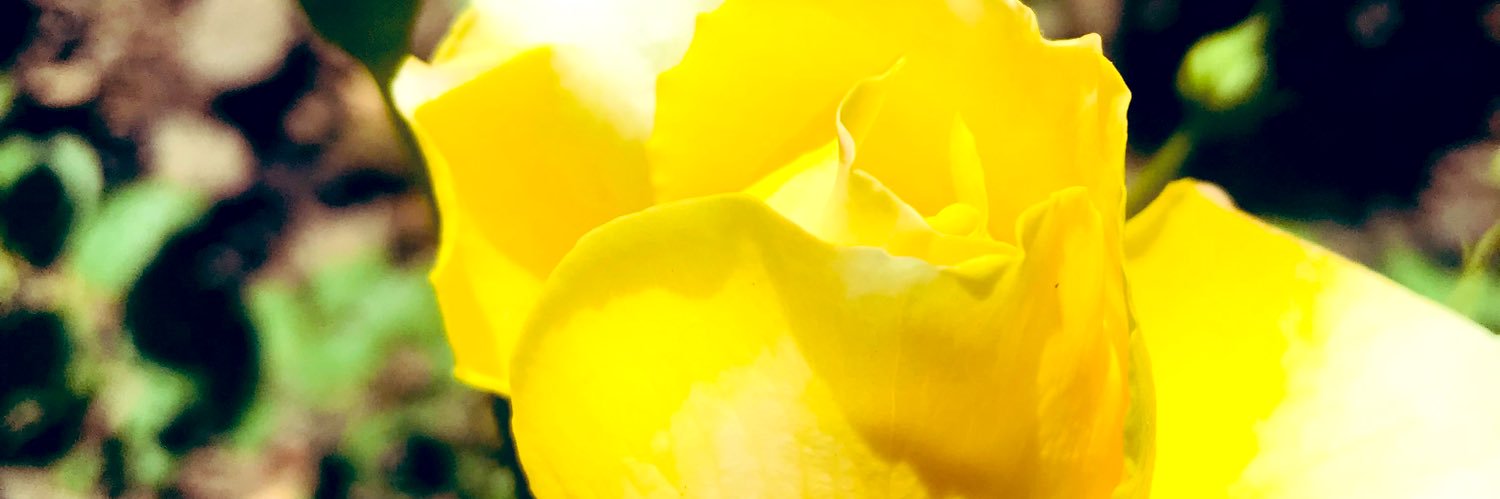 lorepepisok's profile banner image