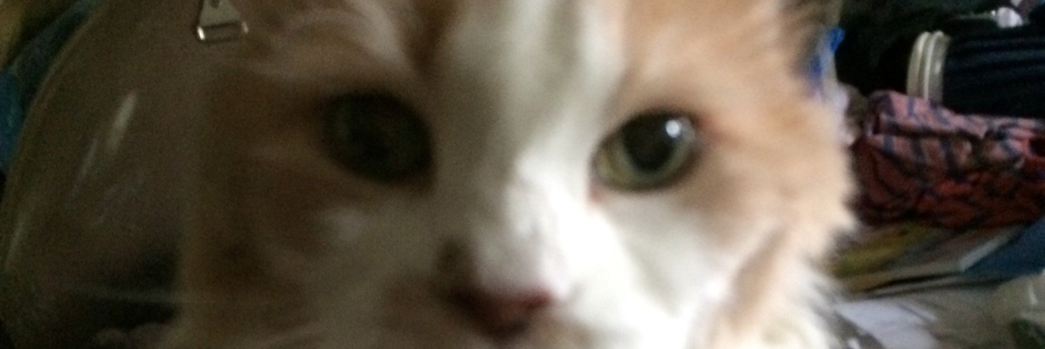 Rena_Morris's profile banner image