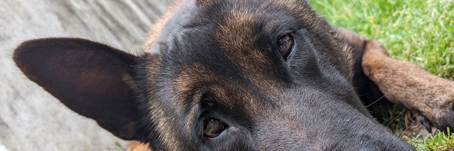 bec_zebas's profile banner image