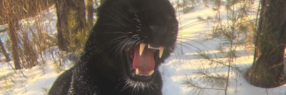 couto, mas não aquele lá que desenha banner