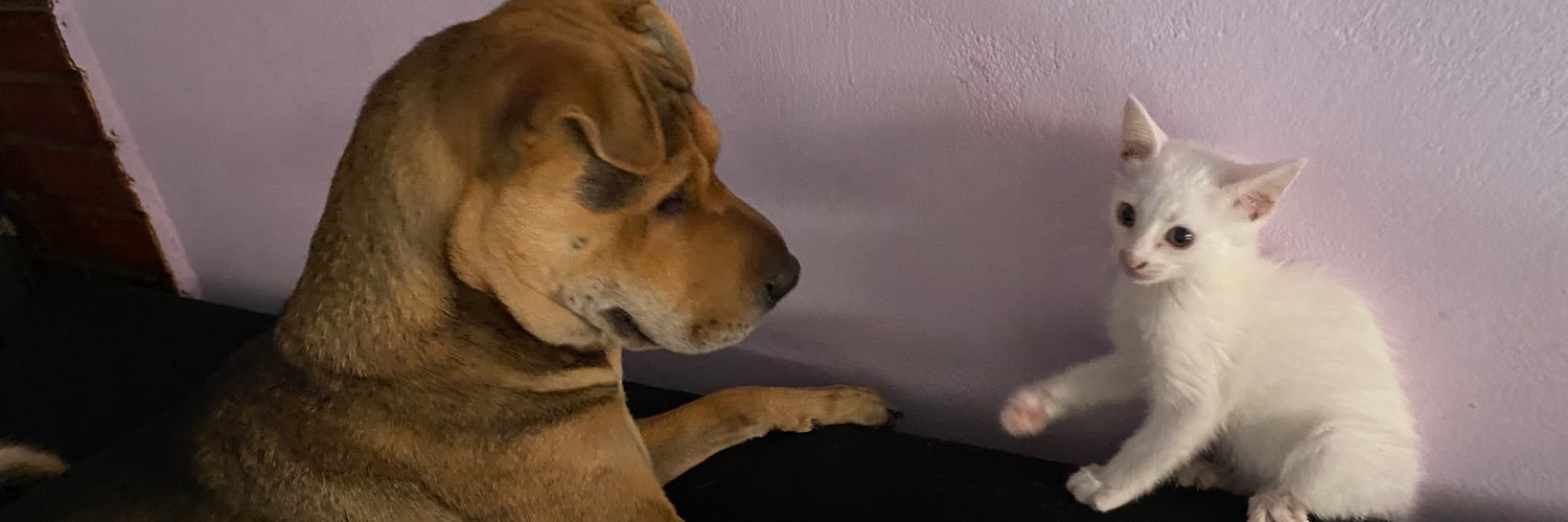 BenedetichMely's profile banner image
