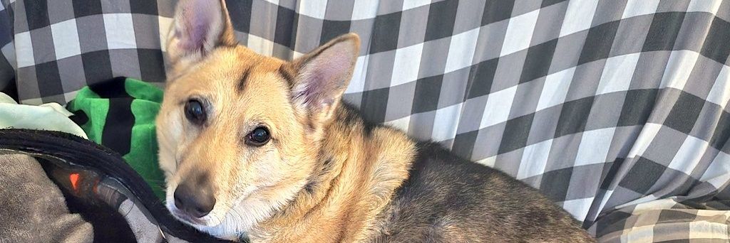 SkullCap💀Archer banner