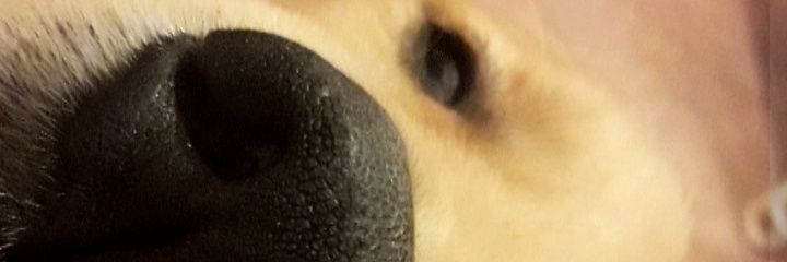patosanchezvl's profile banner image