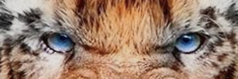 All_In4Right banner