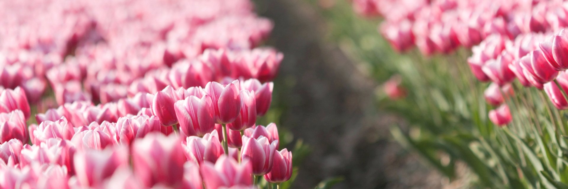 EmilyTulips's profile banner image