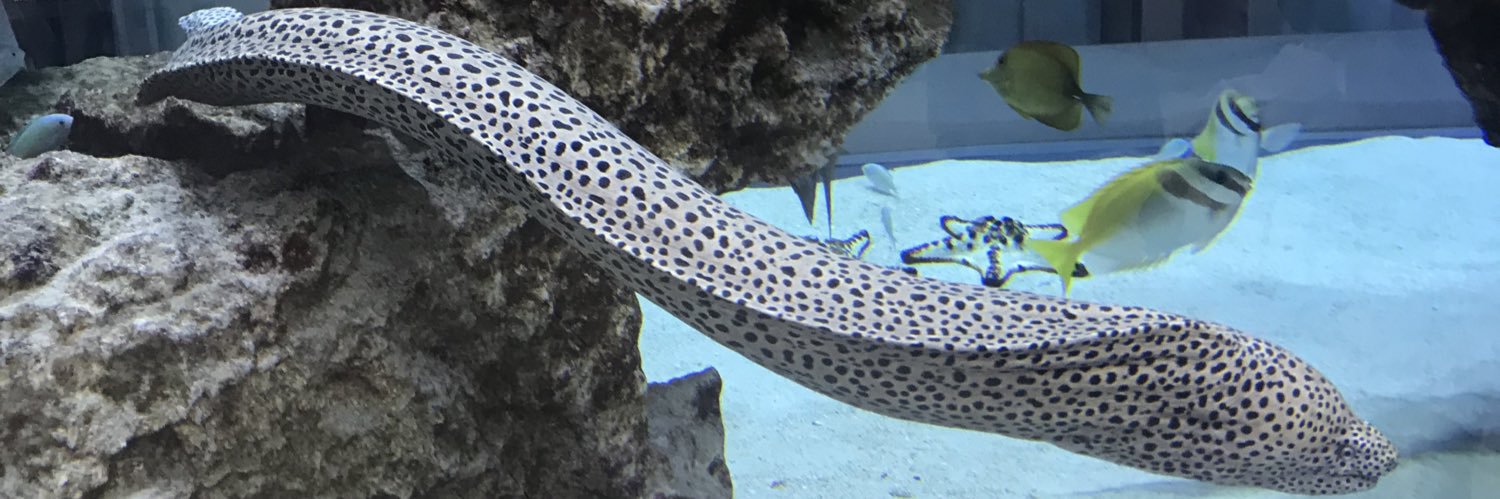 23子（ふみこ）☺︎🎀2👂 banner