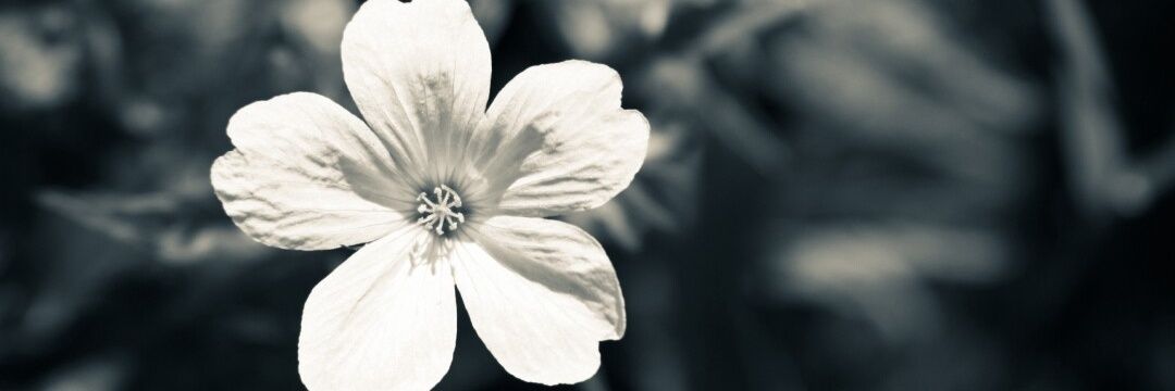 heidi_foon's profile banner image