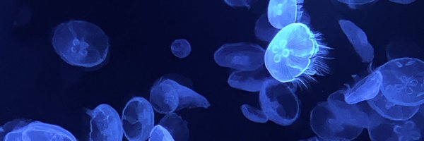 mo4katuo7 Profile Banner