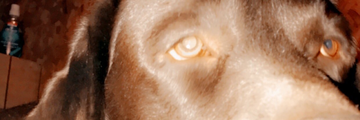 kinggillies's profile banner image