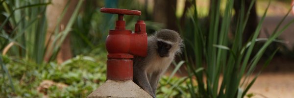 UrbanVervet Profile Banner