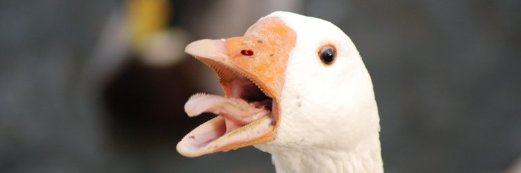 Not Dolan banner